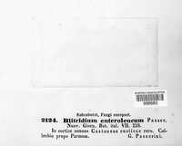 Blitridium enteroleucum image